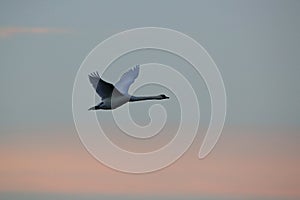 Mute Swan in flight, Baltic Sea , Germany