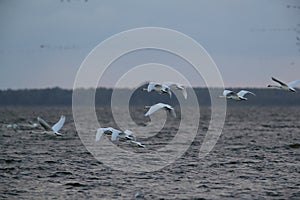 Mute Swan in flight, Baltic Sea , Germany