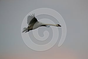 Mute Swan in flight, Baltic Sea , Germany