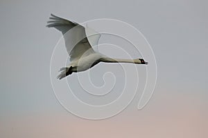 Mute Swan in flight, Baltic Sea , Germany