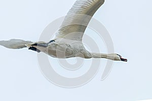 Mute Swan in flight blue sky Cygnus olor