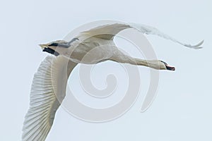 Mute Swan in flight blue sky Cygnus olor