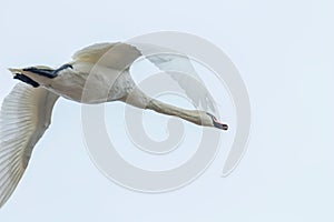 Mute Swan in flight blue sky Cygnus olor