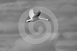 Mute swan in flight. Cygnus olor flying. Black and white