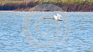 A mute swan in flight just after taking off from a lake