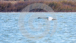 A mute swan in flight just after taking off from a lake