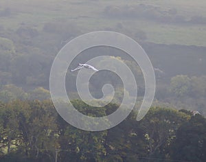 Mute Swan in flight over reserve