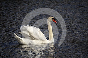 Mute Swan floating in a pond