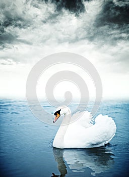 Mute swan floating on water