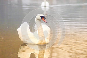A mute swan fluffing up its wings