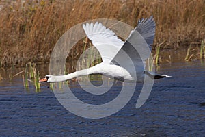 Mute Swan Flying