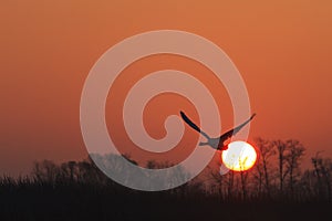 Rechazar cisne volador sobre el amanecer a través de primavera 