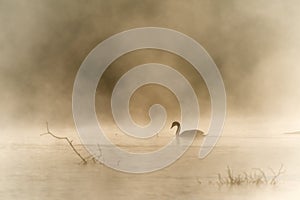 Mute Swan in the fog on a lake