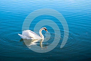 Mute swan gliding across a lake at dawn