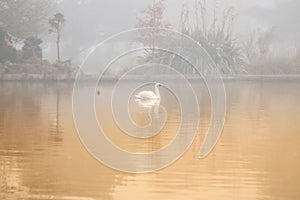 A mute swan in golden mist