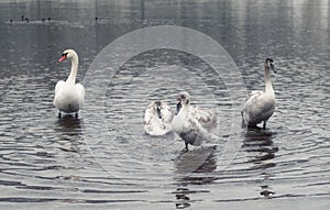 Mute swan and grown-up cygnets