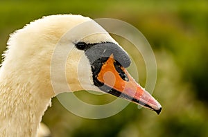 Mute Swan Head