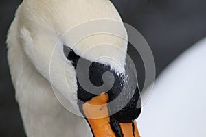Mute swan head shot, Cygnus olor, beautiful animal that was in a park in Dublin photo