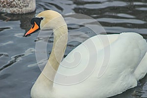 Mute swan head shot, Cygnus olor, beautiful animal that was in Ireland photo