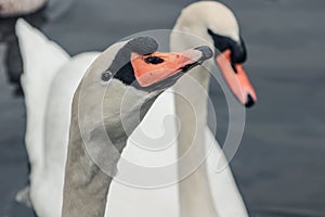 Mute swan head shot, Cygnus olor, beautiful animal that was in Ireland photo