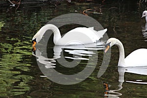 Mute swan head shot, Cygnus olor, beautiful animal that was in a park in Dublin photo