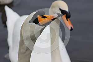 Mute swan head shot, Cygnus olor, beautiful animal that was in a park in Dublin photo