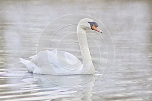 A mute swan on a icy misty lake