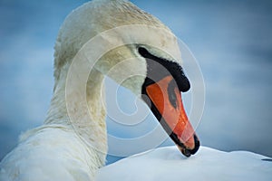 Mute swan on Isle of Arran