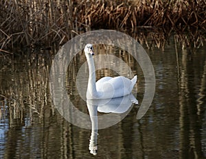 Mute swan and its reflecion in a lake