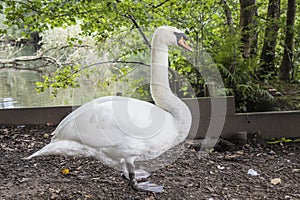 Mute swan at Keg Pool, Etherow Country Park.