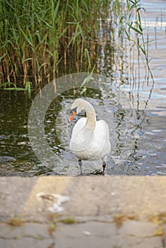 Mute swan in the laggon in summer