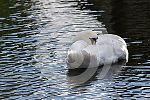 Mute Swan in a lake.