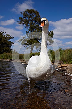 Mute swan in a lake