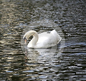 Mute swan in a lake