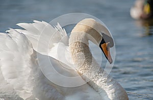 Mute Swan on a Lake in bedfordshire