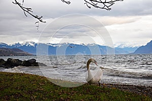 The Mute Swan and lake Geneva