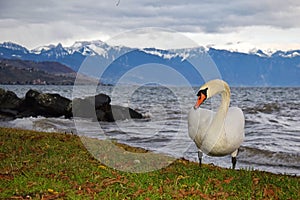 The Mute Swan and lake Geneva