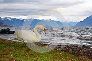 The Mute Swan and lake Geneva