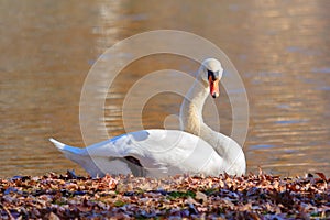 Mute Swan at lake side