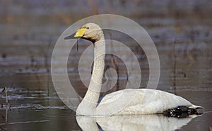 Mute swan, Latvia