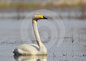 Mute swan, Latvia