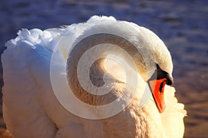 A mute swan looking relaxed and sleepy