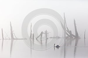 Mute swan in mist