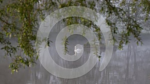 mute swan on a misty morning