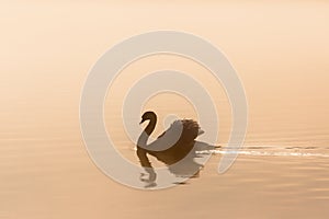 Mute swan in misty morning light