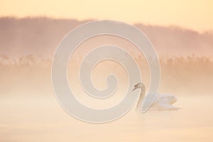 Mute swan in morning fog