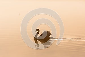 Mute swan in morning mist