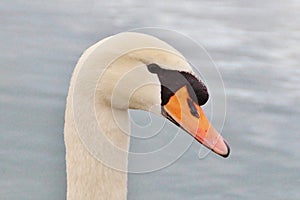 The Mute Swan or mute swan (Cygnus olor)