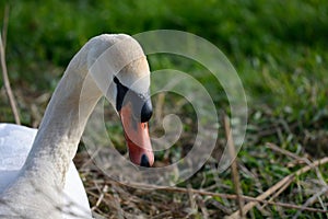 Mute swan on nest