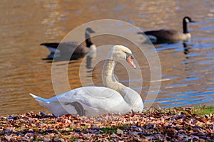Mute Swan at a pond photo